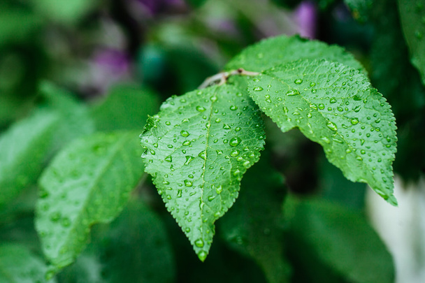 Green leaf with water drops close up - 写真・画像