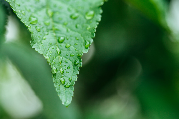 Green leaf with water drops close up - 写真・画像