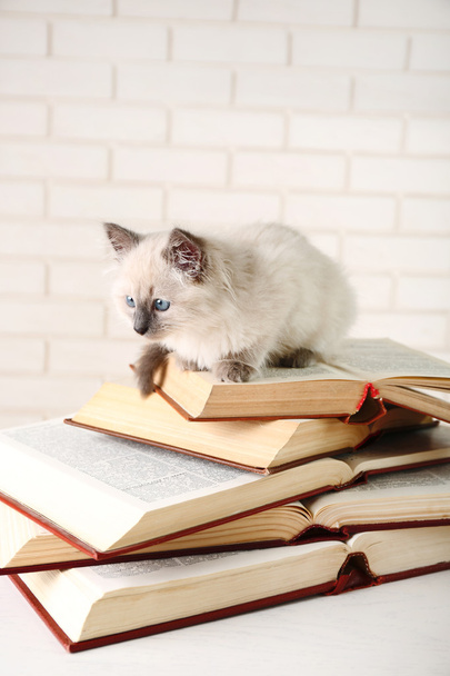 Cute little cat with books on light background - Фото, зображення