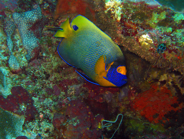 Blueface Angelfish - Photo, Image