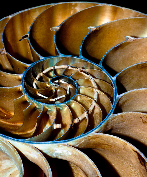 Cáscara de Nautilus
 - Foto, imagen