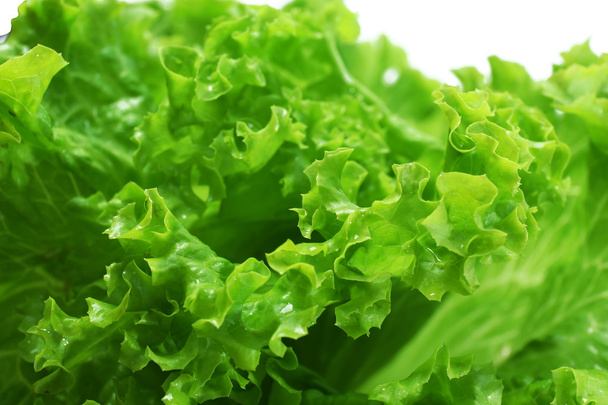 Fresh lettuce, closeup - Фото, зображення