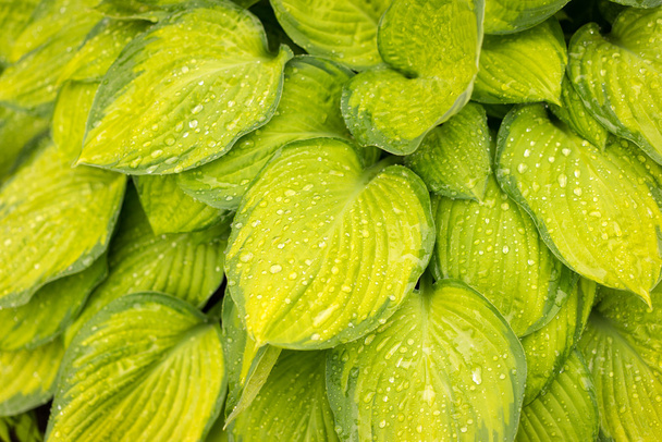 Hosta bladeren na een regen - Foto, afbeelding