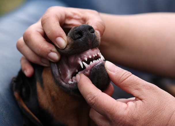 Доберман пінчер собака
 - Фото, зображення