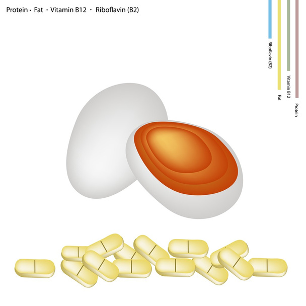 konserviertes Ei mit Eiweiß, Fett, Vitamin B12 und Riboflavin - Vektor, Bild