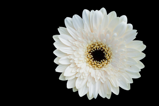 egyetlen fehér virág onblack - Fotó, kép