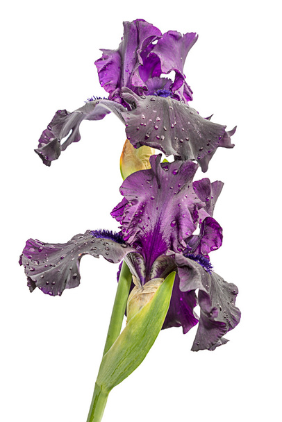duas flores de íris violeta isoladas em fundo branco
 - Foto, Imagem