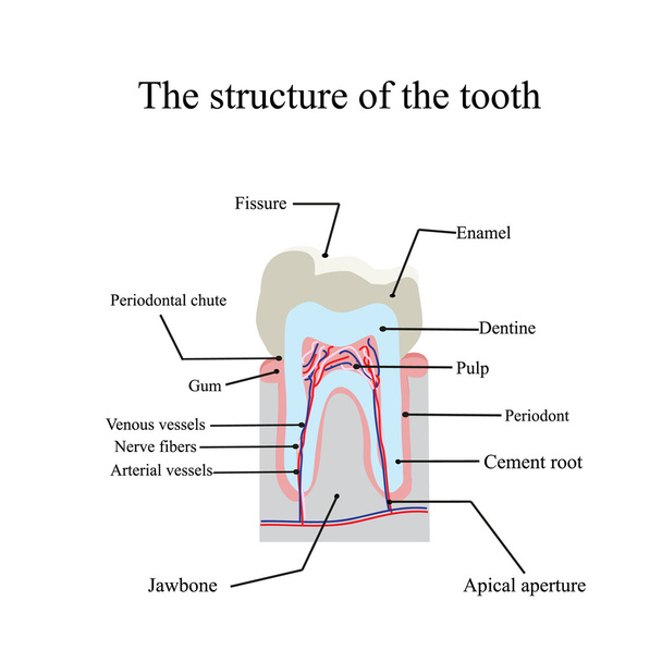 The anatomical structure of the tooth on an isolated background - Vector, Image
