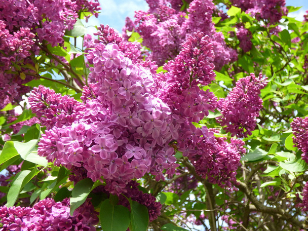 Purple lilac bush - Photo, Image