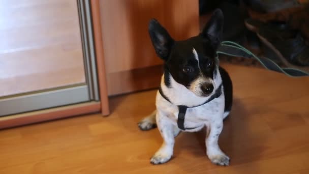 small mongrel dog in the house - Footage, Video
