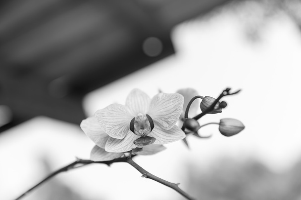 красиві квіти орхідеї
 - Фото, зображення