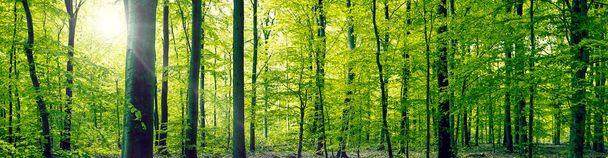 Beech forest panorama landscape - Foto, afbeelding