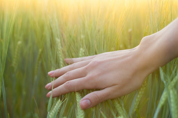 Ženská ruka se dotýká zelená pšenice uši - Fotografie, Obrázek