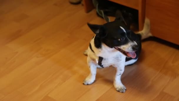 Kleiner Mischlingshund im Haus - Filmmaterial, Video
