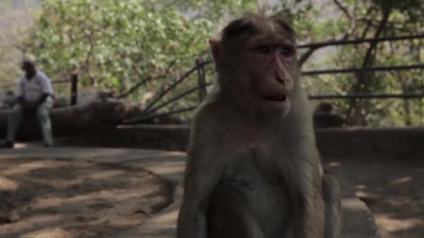 Ινδοί μαϊμού στο έδαφος - Πλάνα, βίντεο