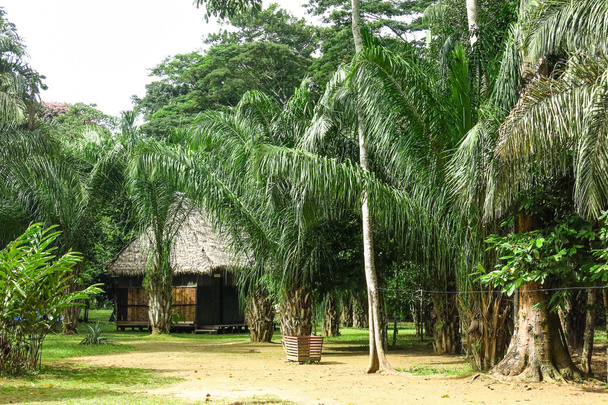 Casa de selva tropical en Bolivia
.  - Foto, imagen