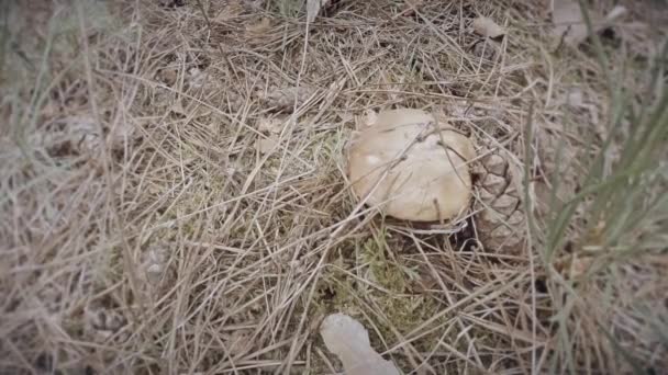 hand plucks the mushroom greasers thickets of dry grass close up  mushrooms grow on tree trunks bunches in summer and winter - Footage, Video