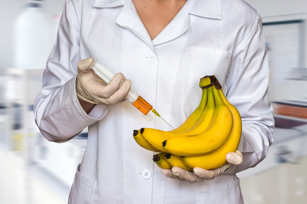 GMO experiment: Scientist injecting liquid from syringe into yellow bananas in agricultural research laboratory - Photo, Image