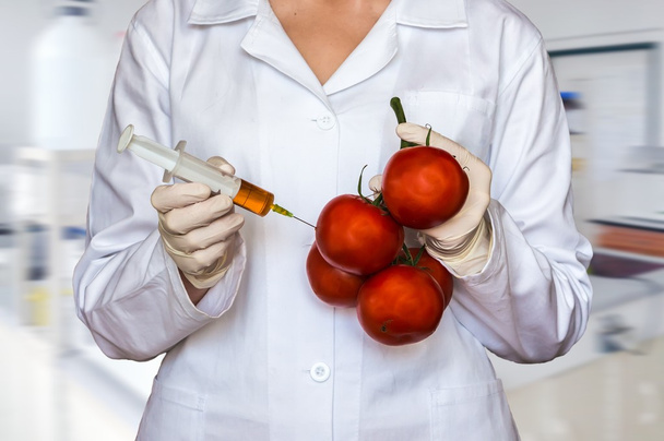 gmo-Experiment: Wissenschaftler injizieren Flüssigkeit aus Spritze in rote Tomaten im landwirtschaftlichen Forschungslabor - Foto, Bild
