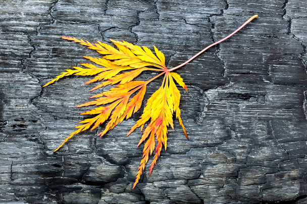 Égetett fekete fa sárga őszi levél - Fotó, kép