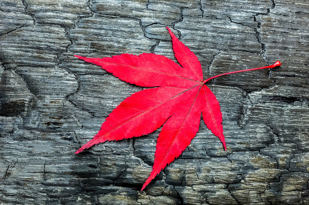Červený javor dovolené nerodinným černé spálené dřevo - Fotografie, Obrázek