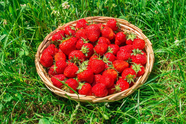 Fresas rojas frescas en cesta de punto de madera
 - Foto, imagen