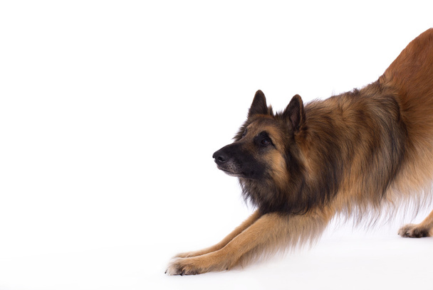 Belgischer Schäferhund tervuren, Hund, Biegung, weißer Studiohintergrund - Foto, Bild