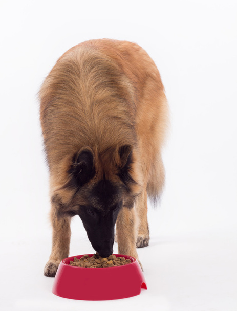 Tervuren perro, comer comida de perro en un tazón, fondo blanco estudio
 - Foto, imagen