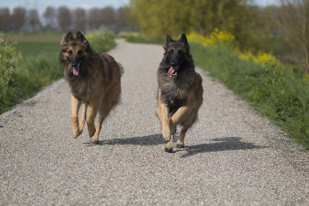 Due cani del pastore belga Tervuren corrono fuori
 - Foto, immagini