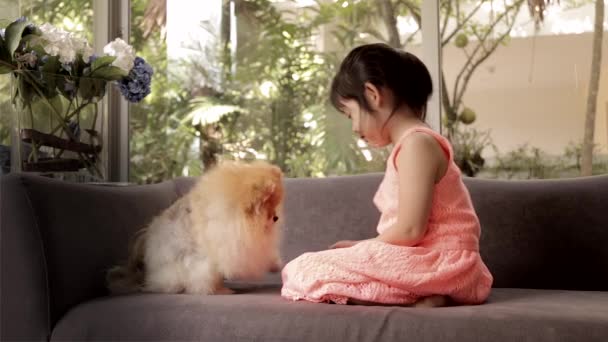 Menina treina seu cão, Pomeranian, dando comida com a mão
. - Filmagem, Vídeo