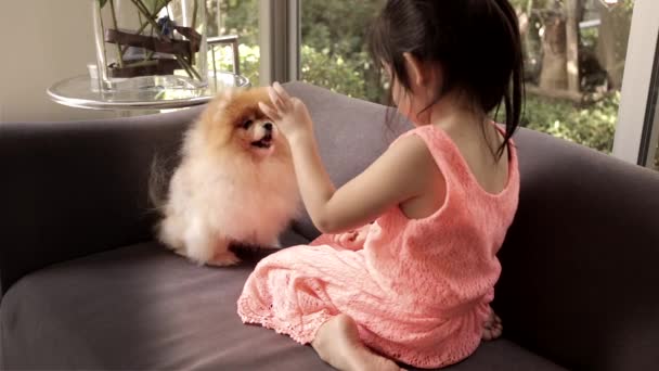 小さな女の子は彼女の手で食べ物を与えることによって、彼女の犬、ポメラニアンを訓練します. - 映像、動画
