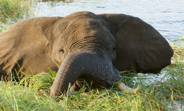 Éléphant au Botswana
 - Photo, image
