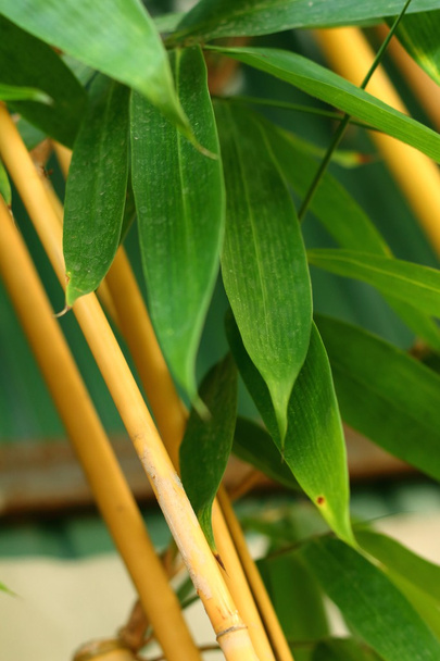 bamboo in a nature at the forest - Photo, Image