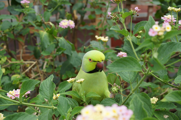 Catappa Parakeet - Psittacula krameri - Zdjęcie, obraz