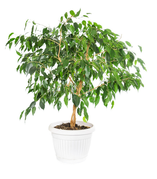 Ficus benjamina izolovaných na bílém pozadí. - Fotografie, Obrázek