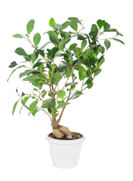 Ficus ginseng in pot  - Photo, Image