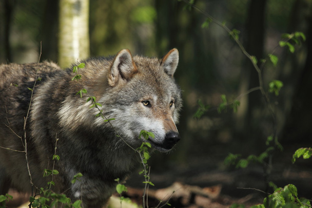 Un lupo europeo nella foresta
 - Foto, immagini