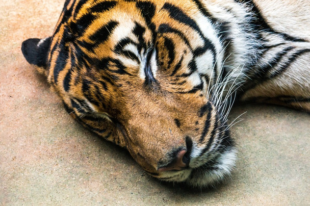 Tiger - Zdjęcie, obraz
