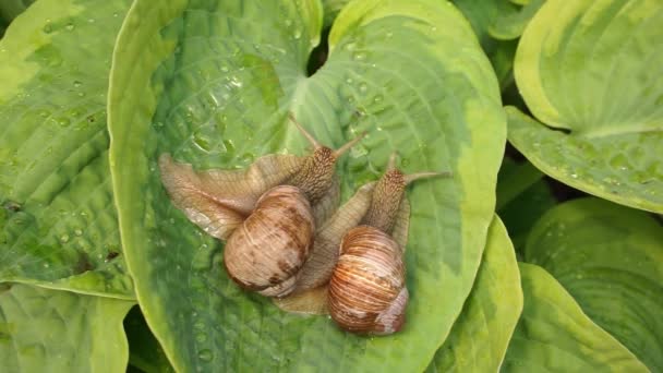 two big snails on a green hosta leafs - Footage, Video