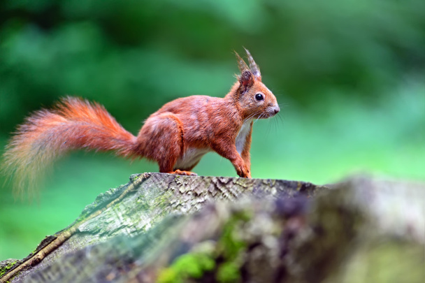 Eichhörnchen - Foto, Bild