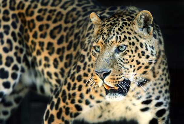 Leopard - Photo, Image