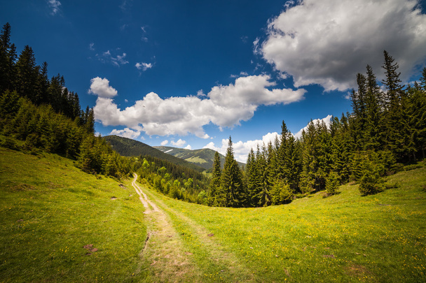 горный летний пейзаж. деревья рядом с лугом
  - Фото, изображение