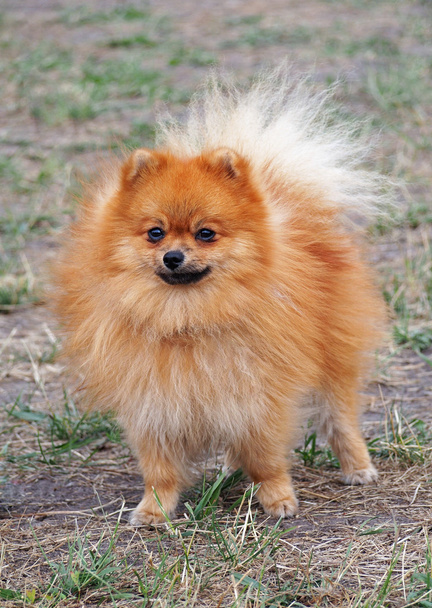 Retrato de castaño Pomeranian, Dwarf Spitz
 - Foto, Imagen