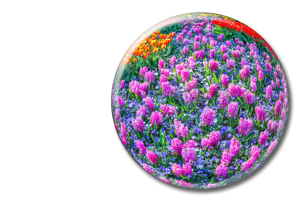 Crystal sphere with pink hyacinths on white background - Fotoğraf, Görsel