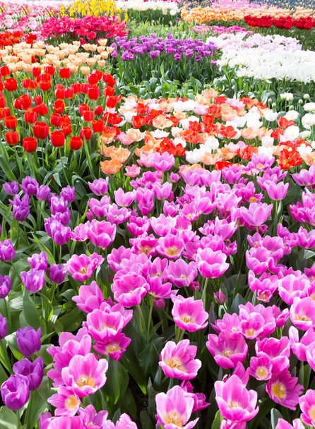 Květiny pole s různými barevnými tulipány - Fotografie, Obrázek