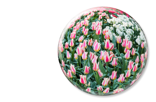 Glass sphere with red white tulips on white background - Photo, Image