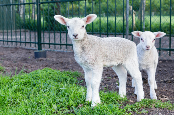 Dvě malé bílé ovečky, stojí v zelené trávě - Fotografie, Obrázek