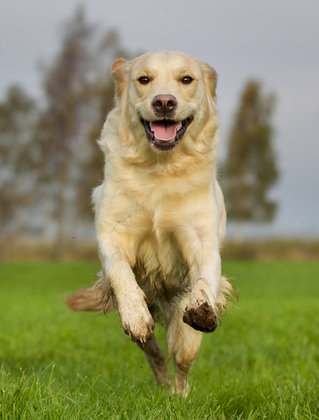 Золотий собака-ретривер на сонячний день
 - Фото, зображення