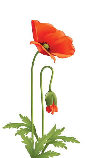 Red poppy with green leaves . - Vector, Image