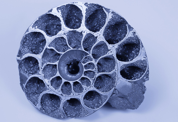 Herzmuschel (fossil)) - Foto, Bild